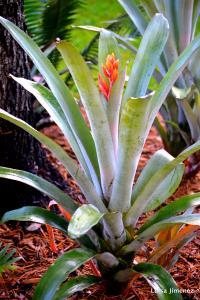 BROMELIAD (2)